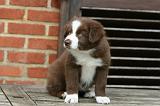 BORDER COLLIE 1239